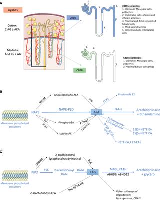 Cannabinoid Receptor 1 Inhibition in Chronic Kidney Disease: A New Therapeutic Toolbox